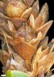 Veronica masoniae. Portion of an infructescence. Scale = 1 mm.
 Image: W.M. Malcolm © Te Papa CC-BY-NC 3.0 NZ